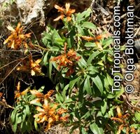 Isoplexis canariensis , Canary Island Foxglove

Click to see full-size image