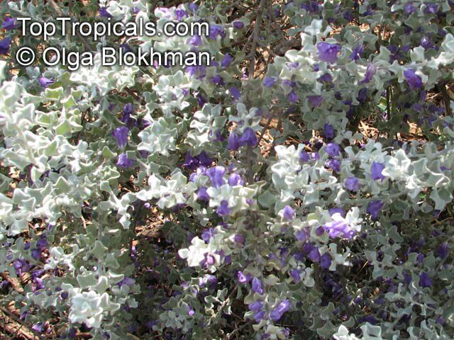 Leucophyllum zygophyllum , Cimmaron, Blue Ranger, Silverleaf