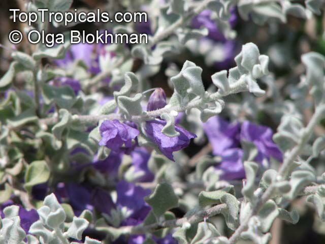 Leucophyllum zygophyllum , Cimmaron, Blue Ranger, Silverleaf