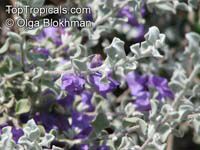 Leucophyllum zygophyllum , Cimmaron, Blue Ranger, Silverleaf

Click to see full-size image