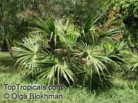 Livistona benthamii, Livistona australis, Bentham's Fountain Palm.

Click to see full-size image
