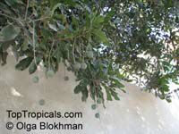 Macadamia integrifolia, Macadamia nut

Click to see full-size image