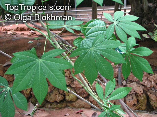 Yuca Root - Cassava - Tapioca - Manihot, plant