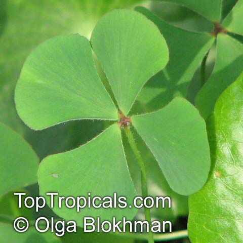 Marsilea quadrifolia, Four Leaf Clover, European Waterclover, Aquatic Fern