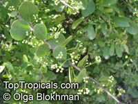 Maytenus senegalensis , Confetti Tree

Click to see full-size image