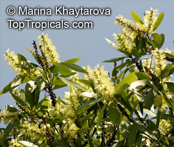 Melaleuca cajuputi, Melaleuca leucadendron , Cajuput Tree, Swamp Tea-tree