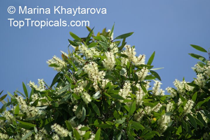 Melaleuca cajuputi, Melaleuca leucadendron , Cajuput Tree, Swamp Tea-tree