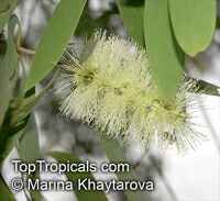 Melaleuca cajuputi, Melaleuca leucadendron , Cajuput Tree, Swamp Tea-tree

Click to see full-size image