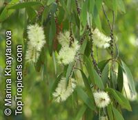 Melaleuca cajuputi, Melaleuca leucadendron , Cajuput Tree, Swamp Tea-tree

Click to see full-size image