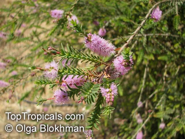 Melaleuca decussata, Cross-leaved Honey-myrtle, Totem Poles
