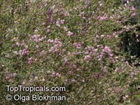 Melaleuca decussata, Cross-leaved Honey-myrtle, Totem Poles

Click to see full-size image