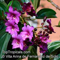 Meriania nobilis, Meriania, Amaraboyo

Click to see full-size image