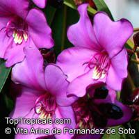 Meriania nobilis, Meriania, Amaraboyo

Click to see full-size image