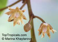 Mimusops elengi, Spanish Cherry, Bakul Tree

Click to see full-size image