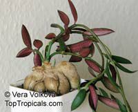 Monadenium rubellum, Monadenium montanum var. rubellum , Red Monadenium

Click to see full-size image