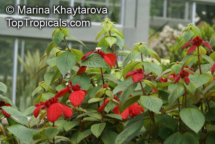Mussaenda erythrophylla, Ashanti Blood, Red Flag Bush, Tropical Dogwood 