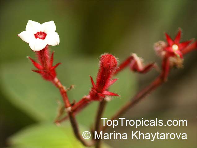Mussaenda erythrophylla, Ashanti Blood, Red Flag Bush, Tropical Dogwood 