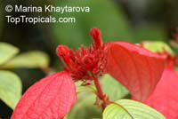Mussaenda erythrophylla, Ashanti Blood, Red Flag Bush, Tropical Dogwood 

Click to see full-size image