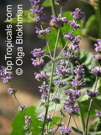 Nepeta curviflora, Syrian Catnip