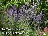 Nepeta curviflora, Syrian Catnip