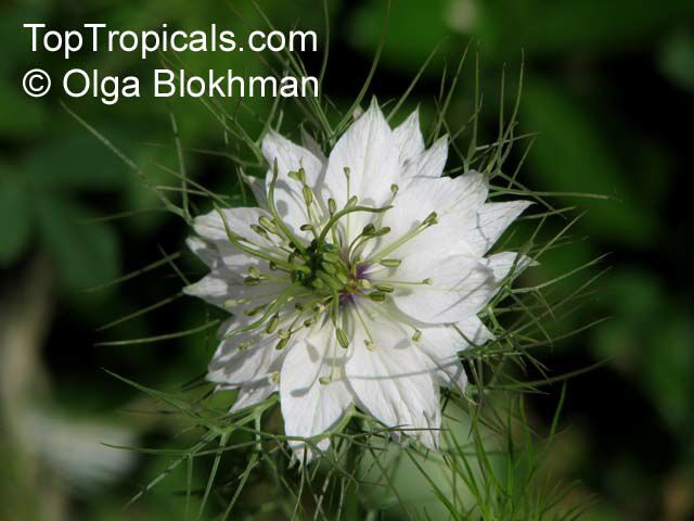 Nigella sp., Roman Coriander, Black Cumin, Nutmeg Flower, Love-in-a-mist