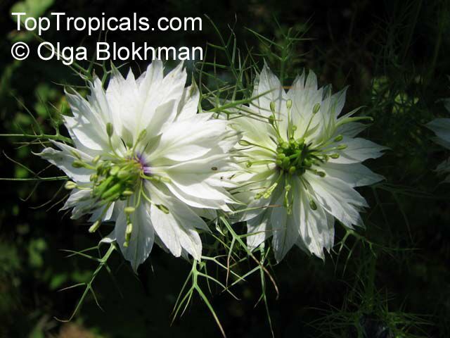 Nigella sp., Roman Coriander, Black Cumin, Nutmeg Flower, Love-in-a-mist