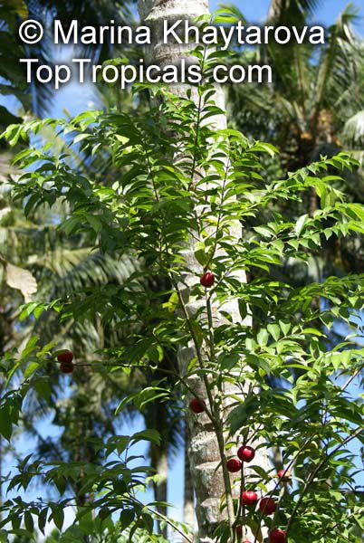 Phaleria macrocarpa, Mahkota Dewa
