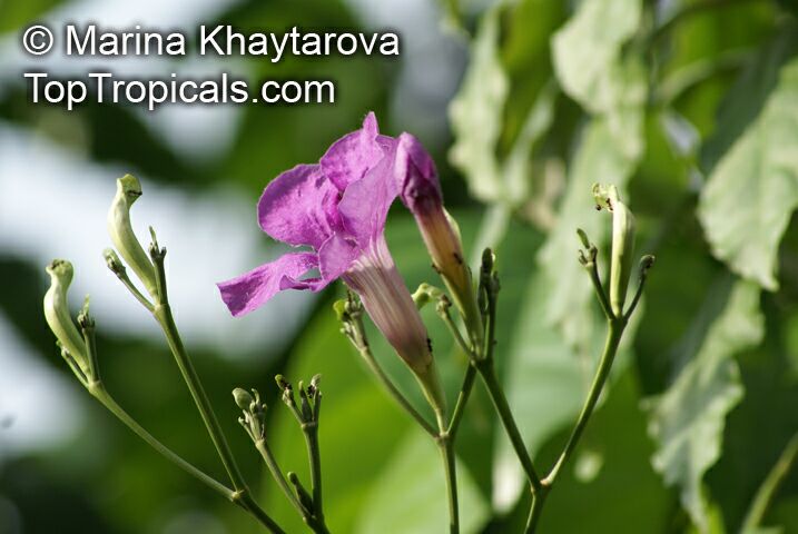 Phryganocydia corymbosa, Macfadyena corymbosa, Spathodea corymbosa , Trinidad Pink Trumpet Vine 