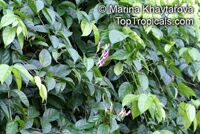 Phryganocydia corymbosa, Macfadyena corymbosa, Spathodea corymbosa , Trinidad Pink Trumpet Vine 

Click to see full-size image