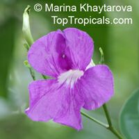 Phryganocydia corymbosa, Macfadyena corymbosa, Spathodea corymbosa , Trinidad Pink Trumpet Vine 

Click to see full-size image