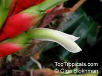 Pitcairnia maidifolia , Bromeliad

Click to see full-size image
