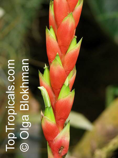 Pitcairnia maidifolia , Bromeliad