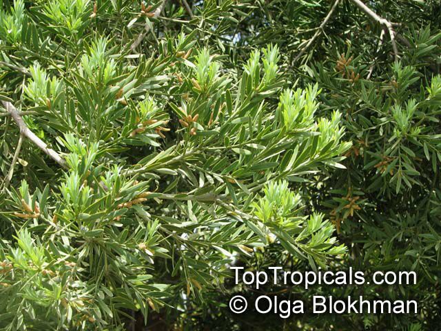 Podocarpus elongatus, Breede River Yellowwood 