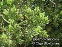 Podocarpus elongatus, Breede River Yellowwood 

Click to see full-size image
