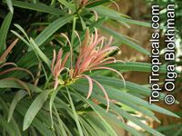 Podocarpus macrophyllus, Buddhist Pine, Chinese Yew, Kusamaki, Inumaki

Click to see full-size image