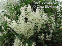 Fallopia baldschuanica, Polygonum baldschuanicum, Bilderdykia baldschuanica, Bukhara Fleeceflower, Russian Vine