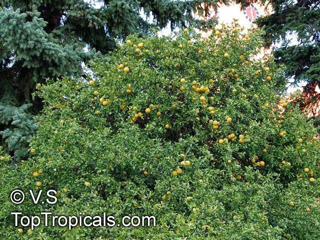 Poncirus trifoliata, Hardy Orange