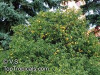 Poncirus trifoliata, Hardy Orange

Click to see full-size image