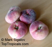 Peach tree TROPIC BEAUTY, Low chill, Prunus persica, Grafted

Click to see full-size image