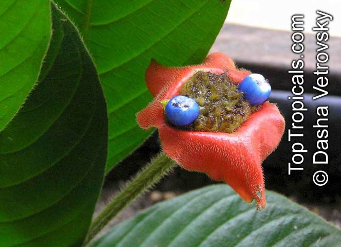 Psychotria poeppigiana, Hot Lips, Labios Ardientes