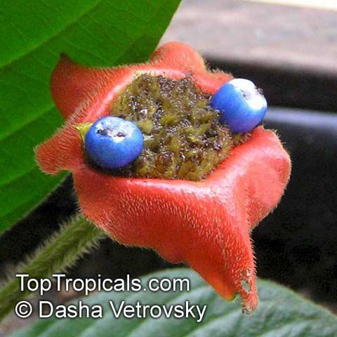 Psychotria poeppigiana, Hot Lips, Labios Ardientes