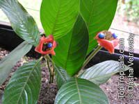 Psychotria poeppigiana, Hot Lips, Labios Ardientes

Click to see full-size image