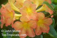 Rhododendron laetum , Vireya Rhododendron

Click to see full-size image
