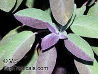 Salvia officinalis, Berggarten Sage, Garden Sage, Common Sage

Click to see full-size image