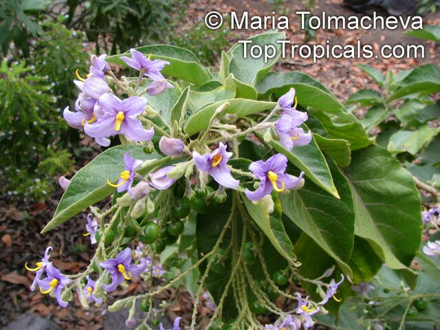Solanum vespertilio , Tenerife Nightshade