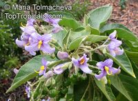 Solanum vespertilio , Tenerife Nightshade

Click to see full-size image