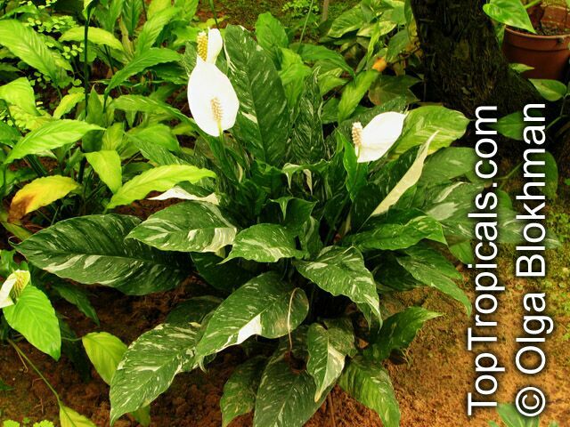 Spathiphyllum sp., Peace Lily