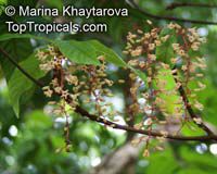 Sterculia rubiginosa, Kelumpang, Rusty Sterculia

Click to see full-size image