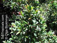 Syzygium australe, Scrub Cherry

Click to see full-size image