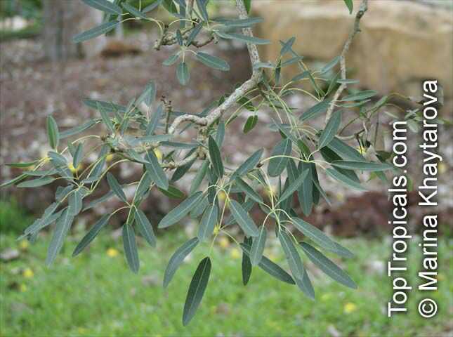 Tabebuia caraiba, Tabebuia argentea, Silver Trumpet Tree